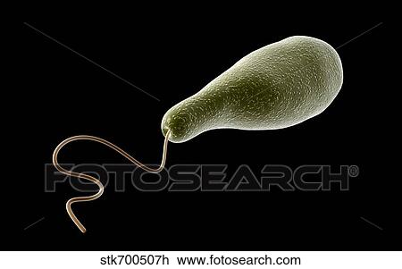 Conceptual image of Euglena. View Large Illustration Drawing - Conceptual image of Euglena.. Fotosearch