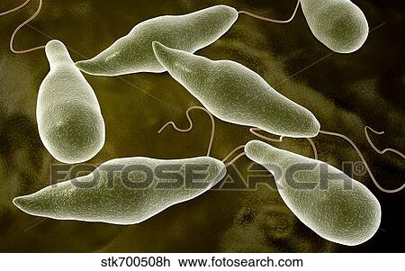 Drawing - Conceptual image of Euglena.. Fotosearch