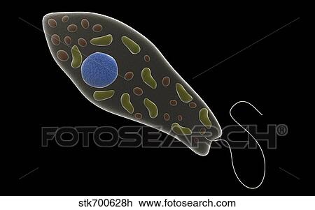 Drawing - Conceptual image of Euglena.. Fotosearch