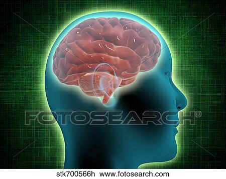 Drawing - Conceptual image of female body with brain, side view.. Fotosearch