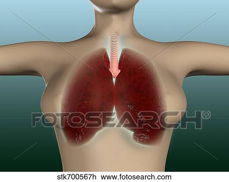 Conceptual image of female body with lungs. View Large Illustration Drawing - Conceptual image of female body with lungs.. Fotosearch