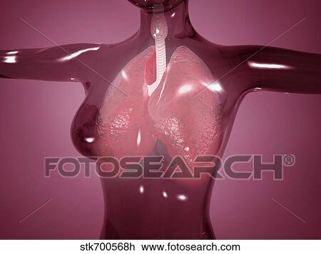 Drawing - Conceptual image of female body with lungs, glassy look.. Fotosearch