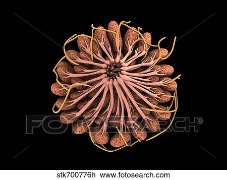 Conceptual image of female breast anatomy. View Large Illustration Drawing - Conceptual image of female breast anatomy. . Fotosearch