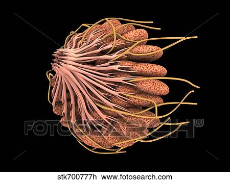 Drawing - Conceptual image of female breast anatomy. . Fotosearch
