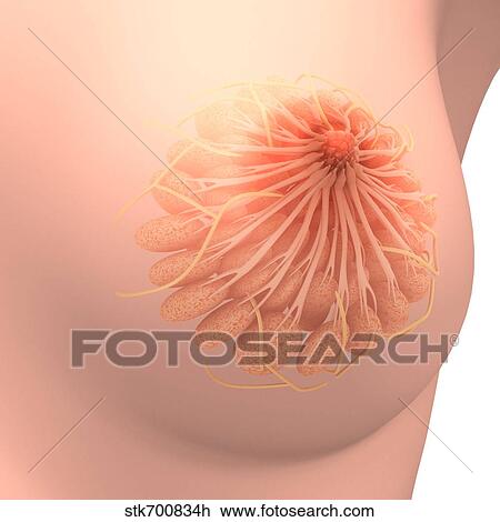 Drawing - Conceptual image of female breast anatomy.. Fotosearch