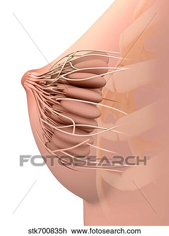 Drawing - Conceptual image of female breast anatomy.. Fotosearch
