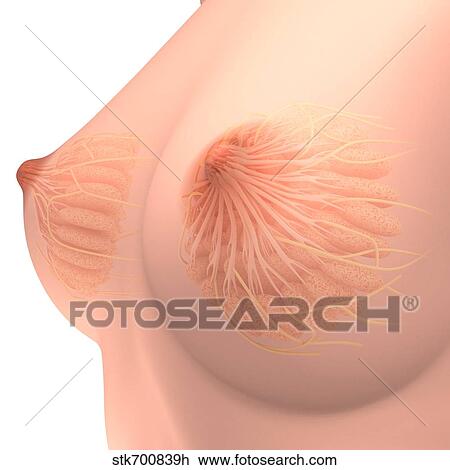 Drawing - Conceptual image of female breast anatomy.. Fotosearch
