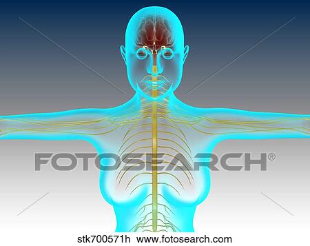 Drawing - Conceptual image of female nervous system with brain.. Fotosearch