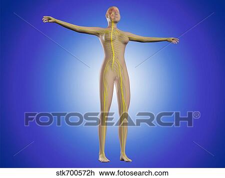 Conceptual image of female nervous system with brain. View Large Illustration Drawing - Conceptual image of female nervous system with brain.. Fotosearch