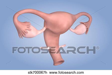 Conceptual image of female reproductive organ. View Large Illustration Drawing - Conceptual image of female reproductive organ.. Fotosearch
