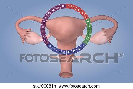 Drawing - Conceptual image of female reproductive organ.. Fotosearch