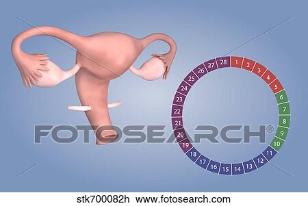 Drawing - Conceptual image of female reproductive organ.. Fotosearch