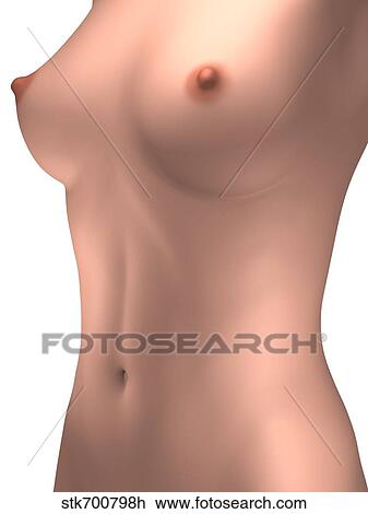 Drawing - Conceptual image of female torso.. Fotosearch