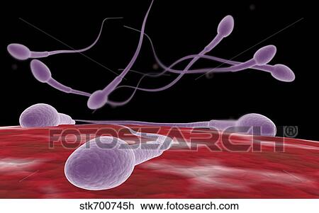 Conceptual image of fertilization. View Large Illustration Drawing - Conceptual image of fertilization.. Fotosearch