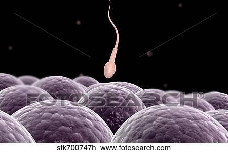 Drawing - Conceptual image of fertilization.. Fotosearch