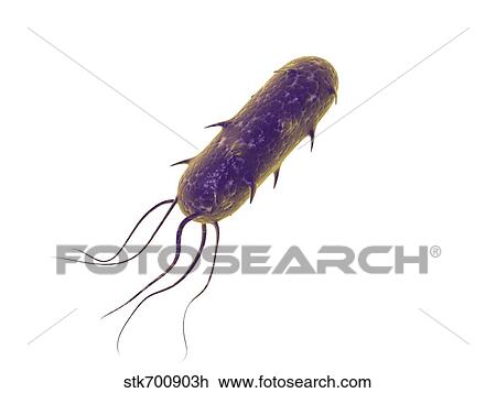 Conceptual image of flagellate bacterium. View Large Illustration Drawing - Conceptual image of flagellate bacterium.. Fotosearch