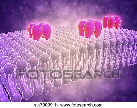Drawing - Conceptual image of GABA receptors.. Fotosearch