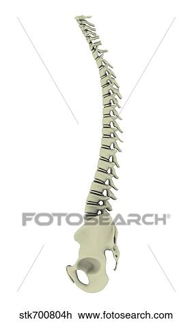 Drawing - Conceptual image of human backbone.. Fotosearch