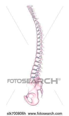 Conceptual image of human backbone. View Large Illustration Drawing - Conceptual image of human backbone.. Fotosearch