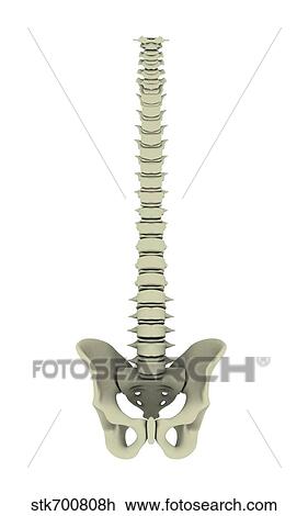 Conceptual image of human backbone. View Large Illustration Drawing - Conceptual image of human backbone.. Fotosearch