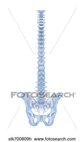 Conceptual image of human backbone. View Large Illustration Drawing - Conceptual image of human backbone.. Fotosearch