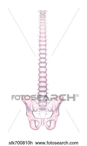 human backbone drawing