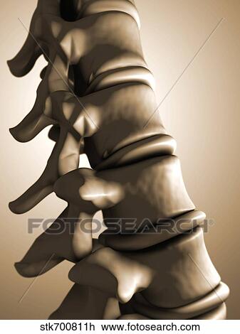 Drawing - Conceptual image of human backbone.. Fotosearch