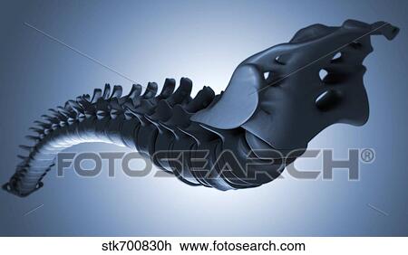 Drawing - Conceptual image of human backbone.. Fotosearch