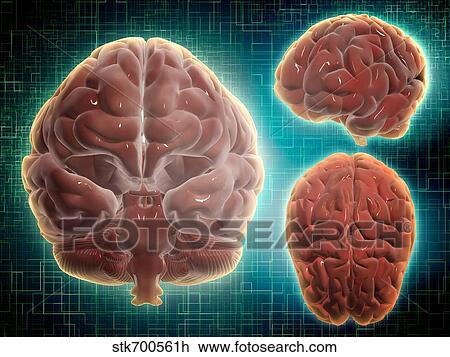 Drawing - Conceptual image of human brain at different angles.. Fotosearch