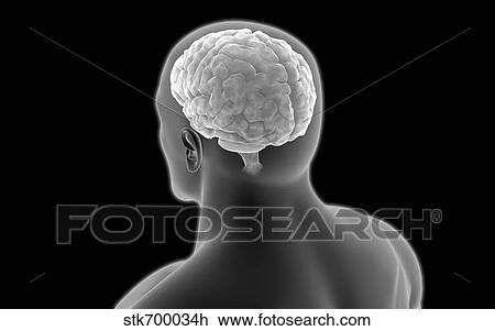Drawing - Conceptual image of human brain.. Fotosearch