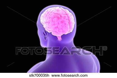Drawing - Conceptual image of human brain.. Fotosearch