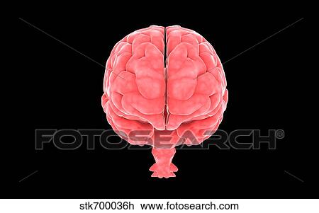 Drawing - Conceptual image of human brain.. Fotosearch