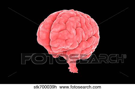 Drawing - Conceptual image of human brain.. Fotosearch
