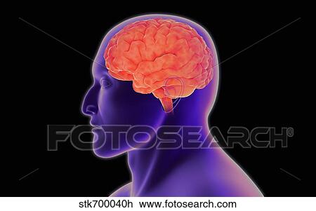 Conceptual image of human brain. View Large Illustration Drawing - Conceptual image of human brain.. Fotosearch