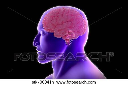 Conceptual image of human brain. View Large Illustration Drawing - Conceptual image of human brain.. Fotosearch