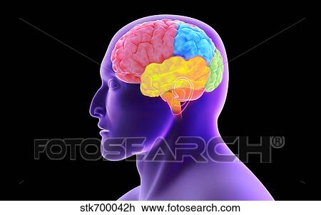 Drawing - Conceptual image of human brain.. Fotosearch
