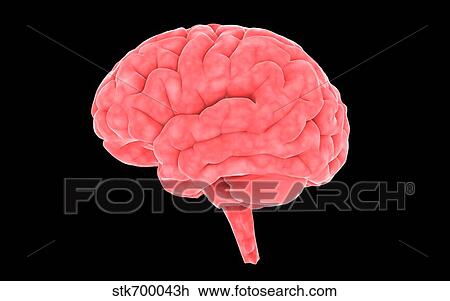 Drawing - Conceptual image of human brain.. Fotosearch