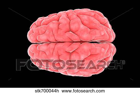 Drawing - Conceptual image of human brain.. Fotosearch
