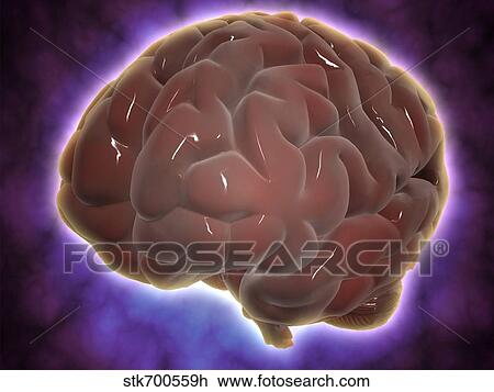 Drawing - Conceptual image of human brain.. Fotosearch