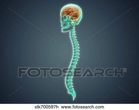 Drawing - Conceptual image of human brain, skull and spinal cord.. Fotosearch
