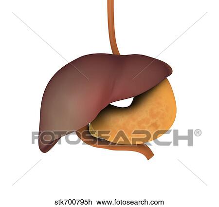 Drawing - Conceptual image of human digestive system.. Fotosearch