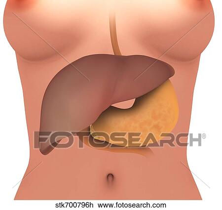 Drawing - Conceptual image of human digestive system in female body.. Fotosearch