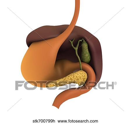 Conceptual image of human digestive system. View Large Illustration Drawing - Conceptual image of human digestive system.. Fotosearch