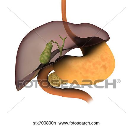 Conceptual image of human digestive system. View Large Illustration Drawing - Conceptual image of human digestive system.. Fotosearch