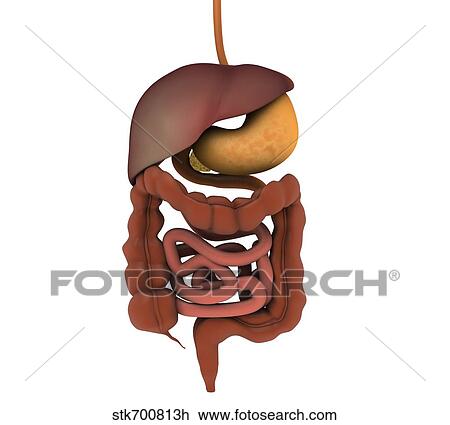 Drawing - Conceptual image of human digestive system.. Fotosearch