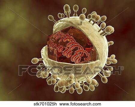 Conceptual image of human cytomegalovirus. View Large Illustration Drawing - Conceptual image of human cytomegalovirus.. Fotosearch