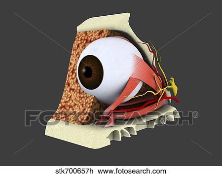 Conceptual image of human eye anatomy. View Large Illustration Drawing - Conceptual image of human eye anatomy.. Fotosearch