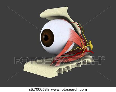 Drawing - Conceptual image of human eye anatomy.. Fotosearch