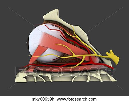 Conceptual image of human eye anatomy. View Large Illustration Drawing - Conceptual image of human eye anatomy.. Fotosearch