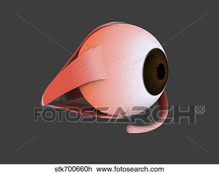 Conceptual image of human eye anatomy. View Large Illustration Drawing - Conceptual image of human eye anatomy.. Fotosearch